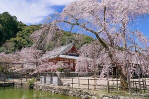 天野山金剛寺 楼門前の桜