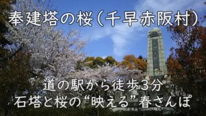 奉建塔の桜（千早赤阪村）｜道の駅から徒歩3分、石塔と桜の“映える”春さんぽ