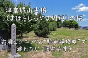 津堂城山古墳（まほらしろやま周辺）の桜｜古墳ピクニックと“駐車場攻略”で迷わない（藤井寺市）