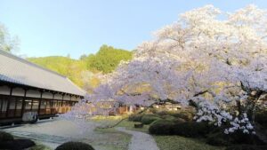弘川寺の桜