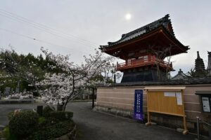 西方院のしだれ桜