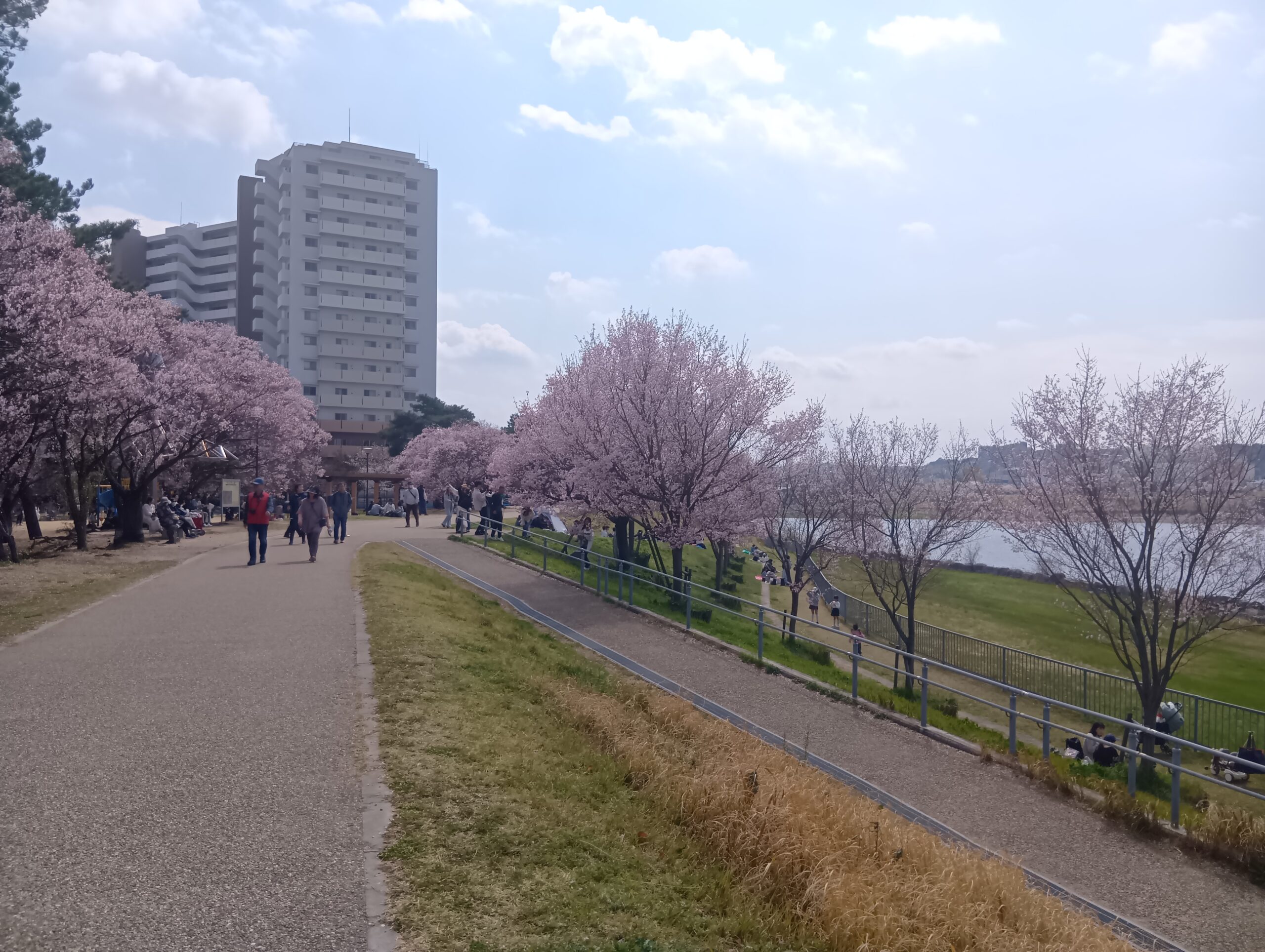 狭山池 北堤 土手沿いの桜
