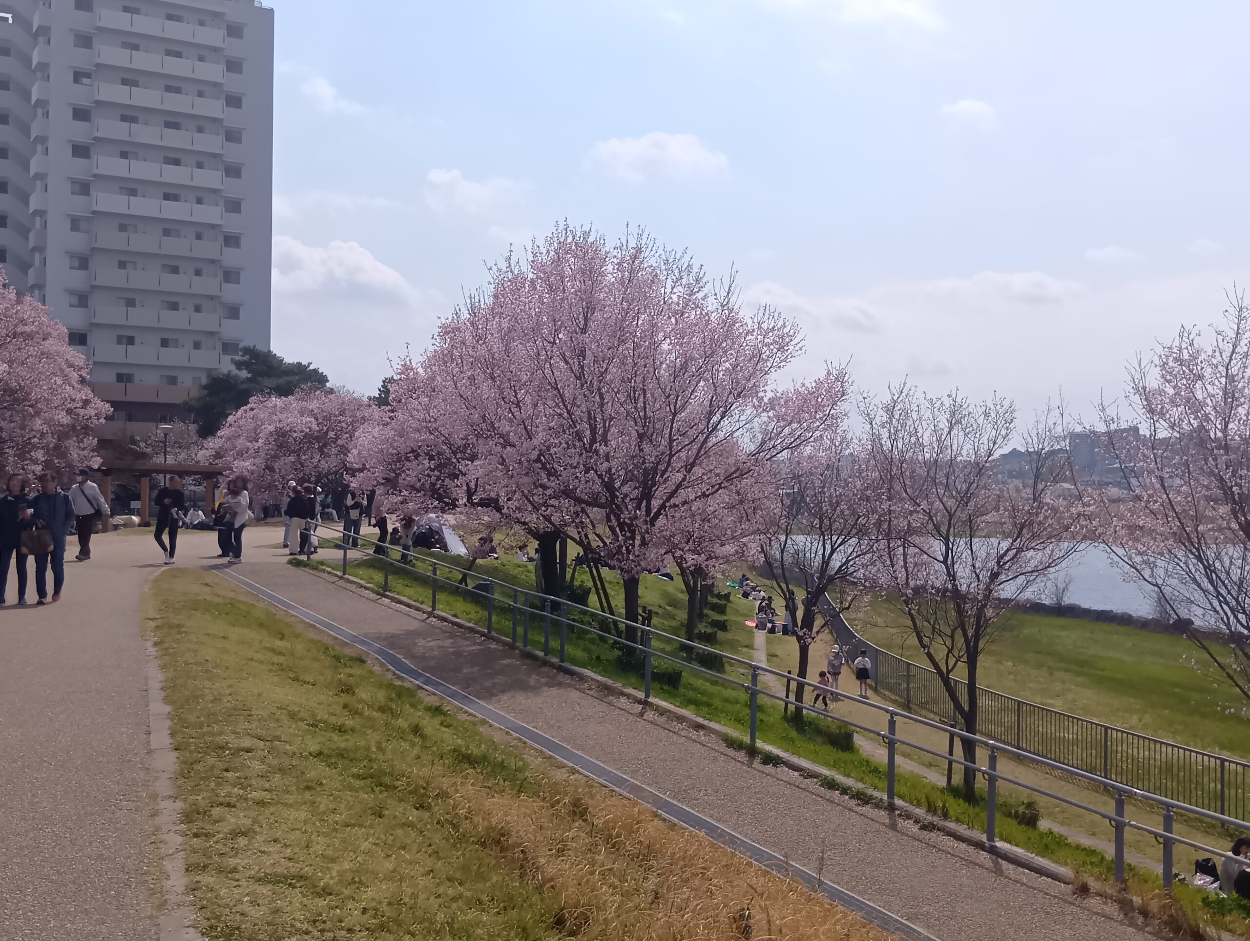 狭山池 土手沿いの桜