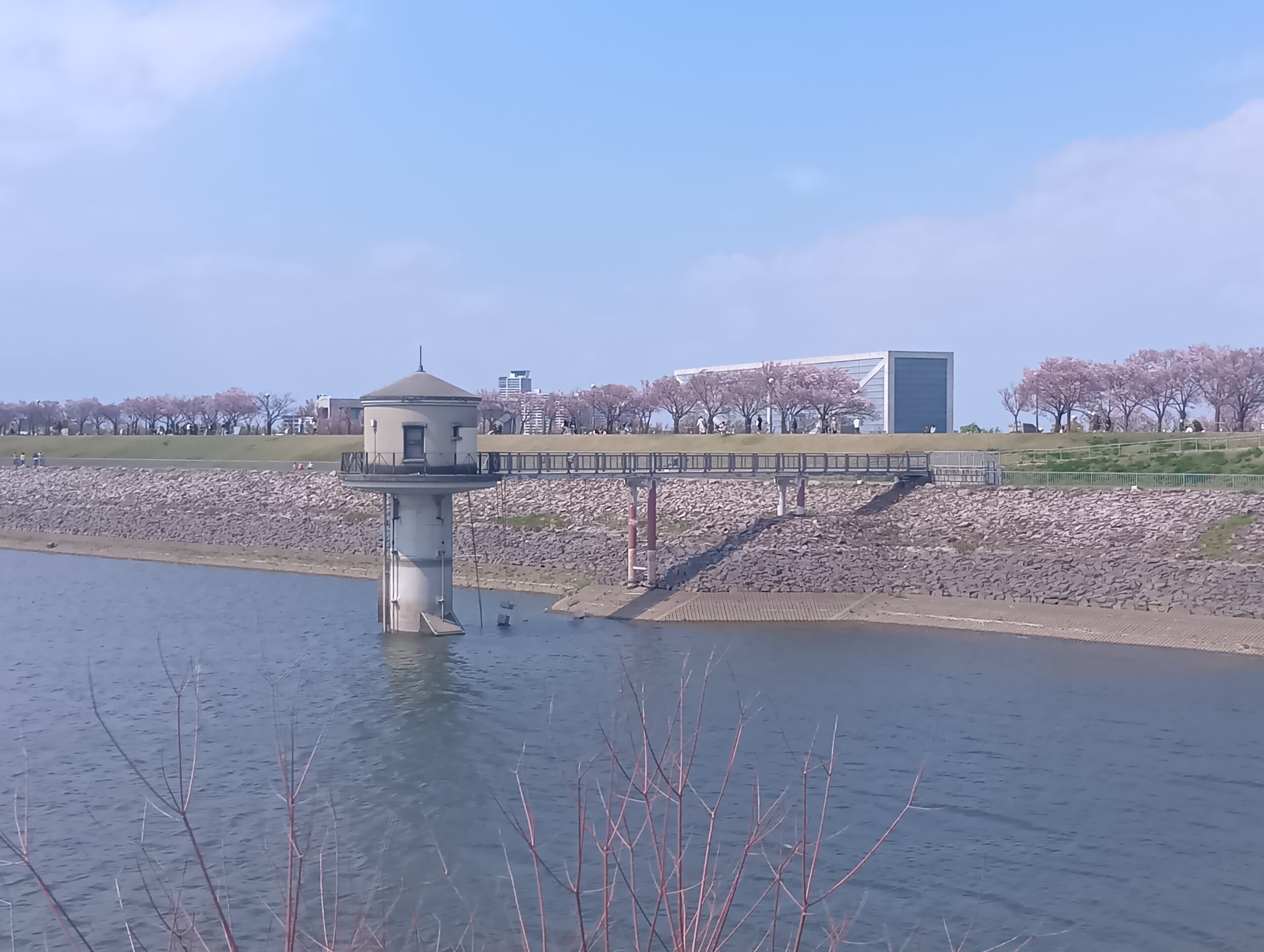 狭山池 土手沿いの桜