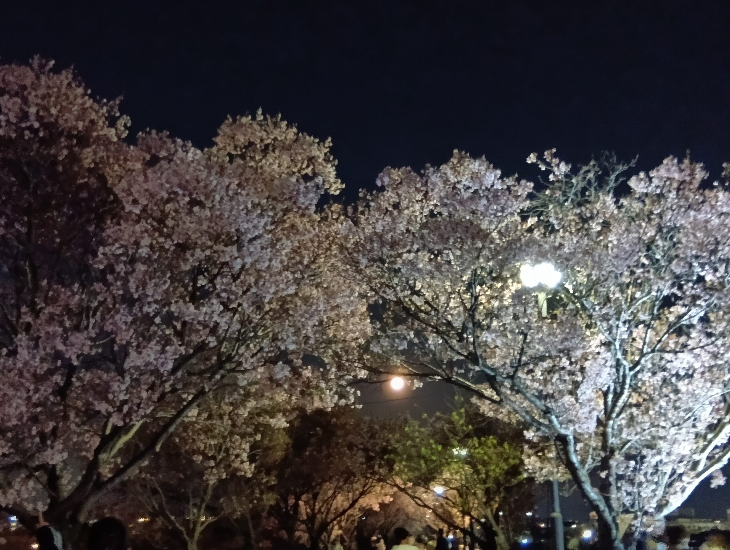 狭山池 ライトアップの桜