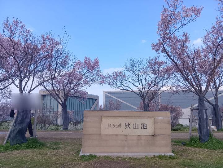狭山池 博物館まわりの桜
