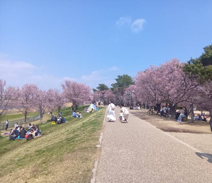 狭山池 北堤 土手沿いの桜