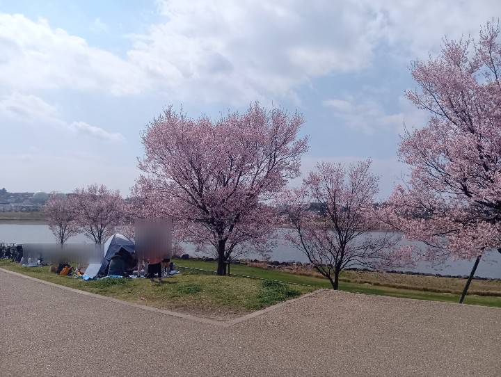 狭山池 北堤 土手沿いの桜