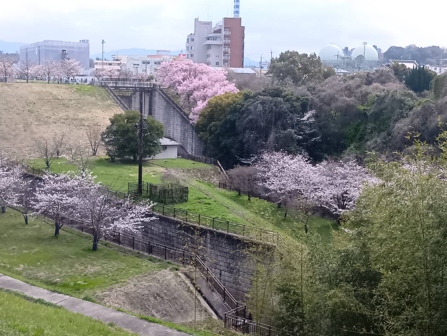狭山池 北堤 土手沿いの桜