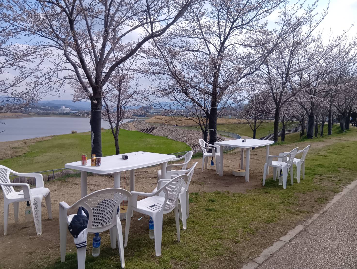 狭山池 土手沿いの桜と椅子