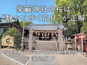 柴籬神社の桜は“静かに歩く花見”が正解｜さくら通り350m＋歯の神様参拝で満足度UP