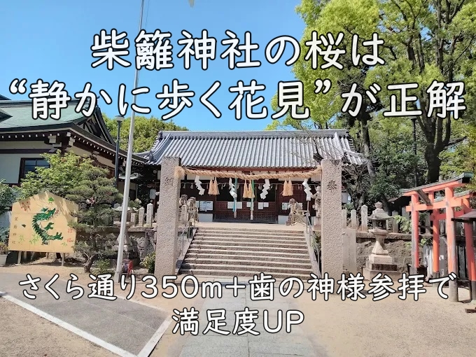 柴籬神社の桜は“静かに歩く花見”が正解｜さくら通り350m＋歯の神様参拝で満足度UP