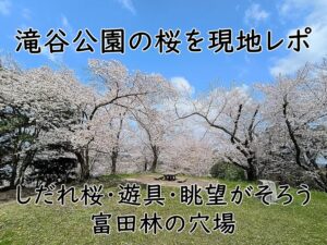 滝谷公園の桜を現地レポ|しだれ桜・遊具・眺望がそろう富田林の穴場